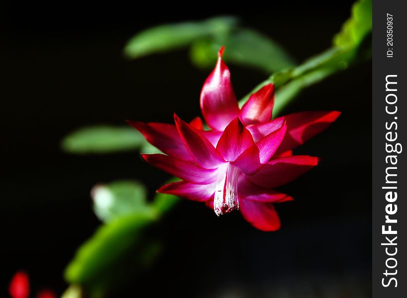 Beautiful pink fuchsia flower over black background. Beautiful pink fuchsia flower over black background