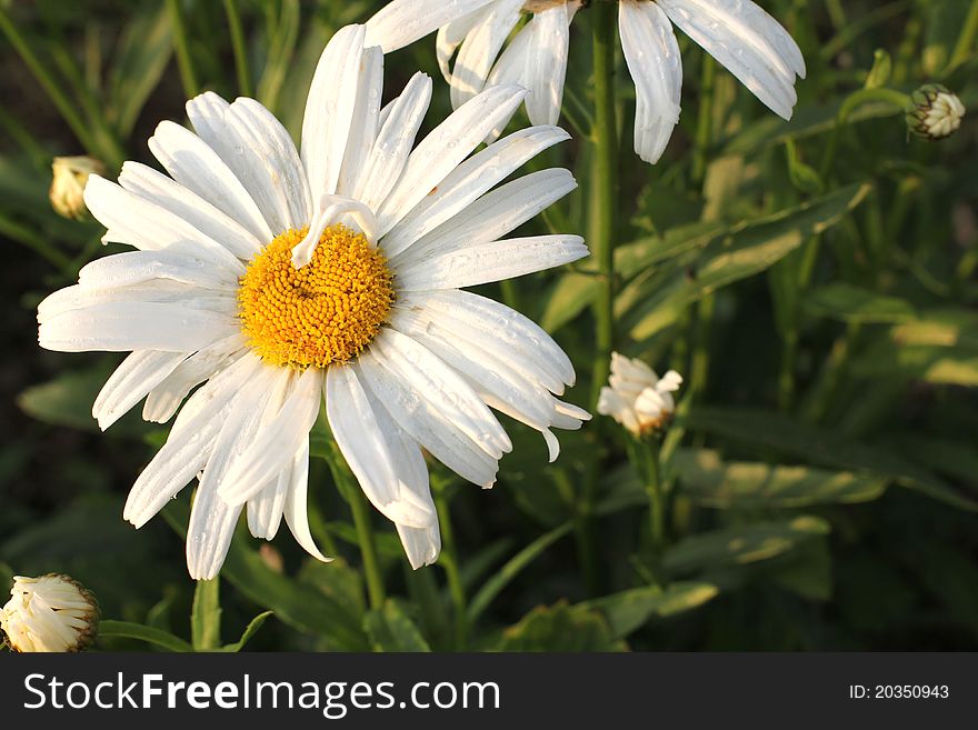 Color photo of daisies on a background of grass. Color photo of daisies on a background of grass