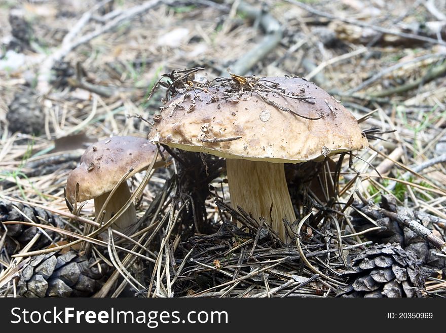 Boletus edulis