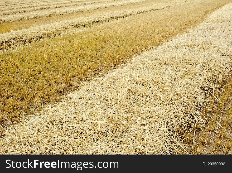 Dry agricultural field after harvest