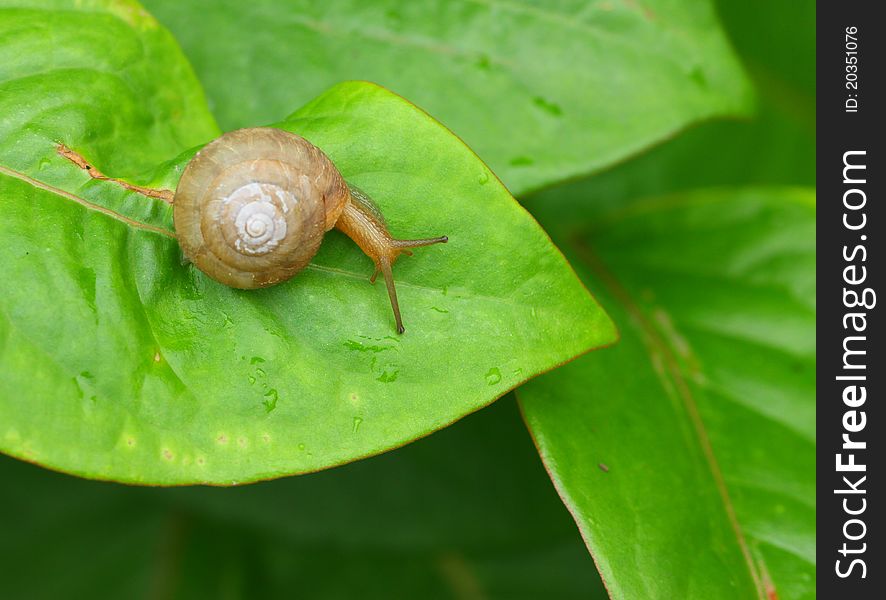 Snail on a green leaf . Photo taken on: June 30th, 2011