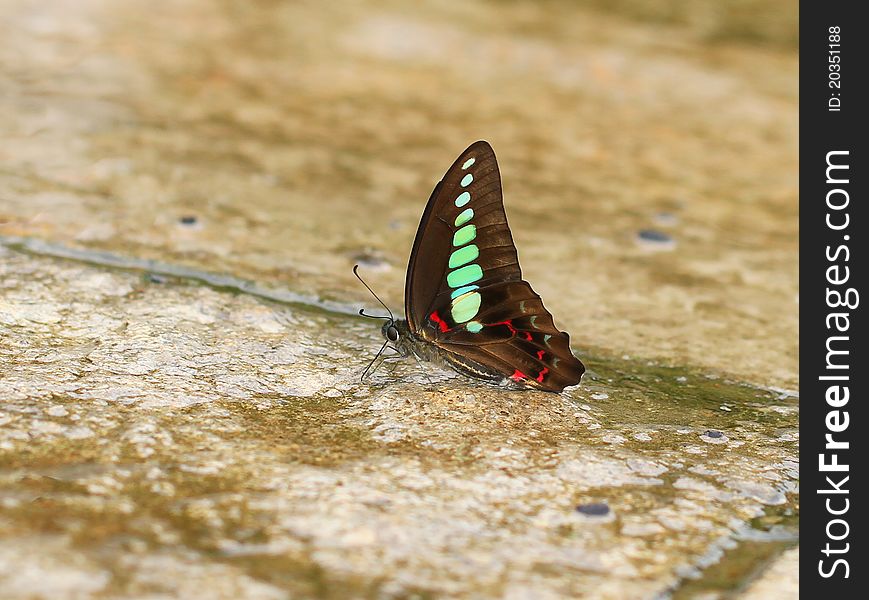 Close up view of a beautiful Butterfly(Graphium sarpedon) on a wet road. Photo taken on: June 12th, 2011