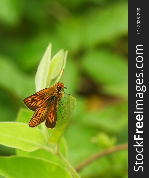 A little Butterfly(Thymelicus sylvaticus) on leaf.
Photo taken on: July 03th, 2011