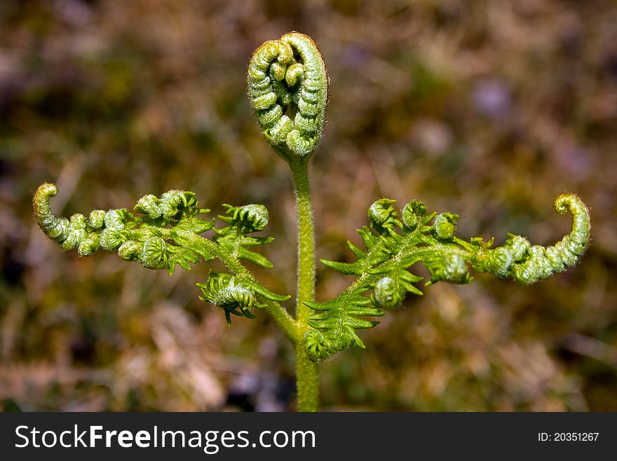 View of a fern emerging in the spring sun