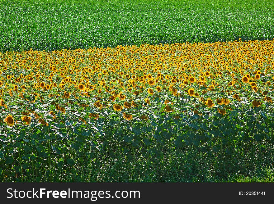 Sunflower and corn fields