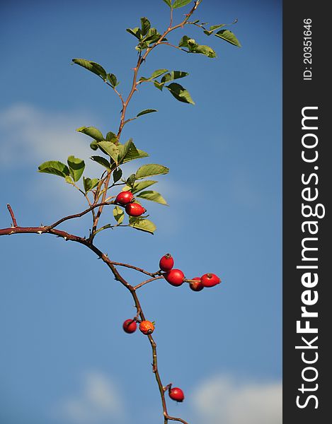 Autumn rose hip in front of the blue sky. Autumn rose hip in front of the blue sky