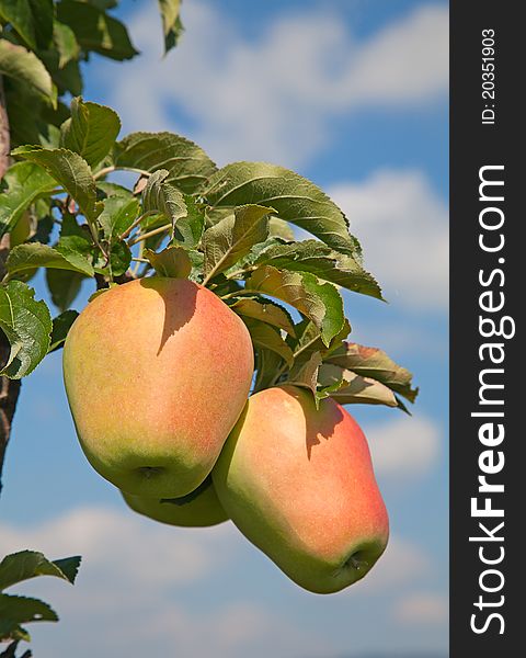 Apple garden full of riped red apples