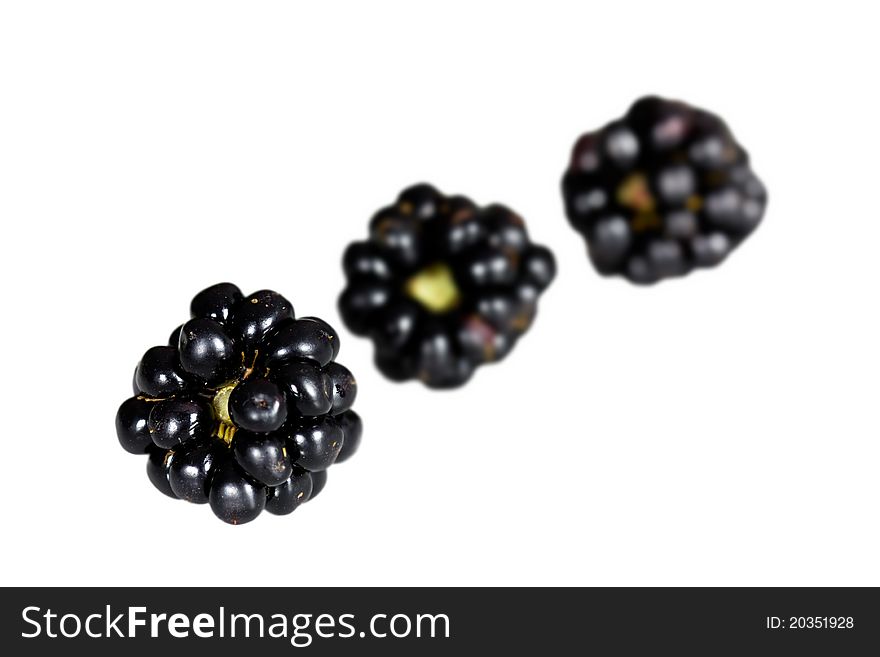 Isolated on white,blackberry ,Rubus fruticosus,close up .
