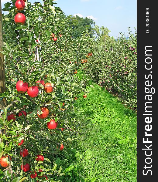 Apple garden full of riped red apples