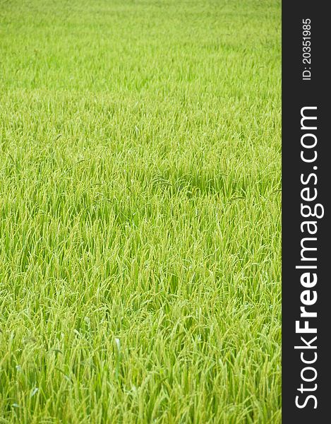 Young rice sprouts in rice field in Thailand. Young rice sprouts in rice field in Thailand.