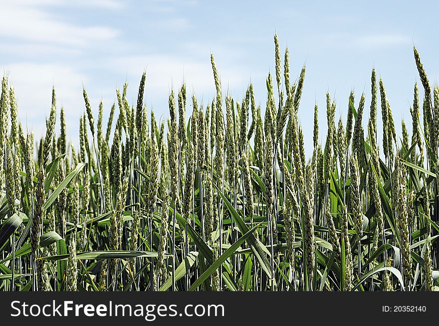 Green wheat on a background blue sky. Green wheat on a background blue sky