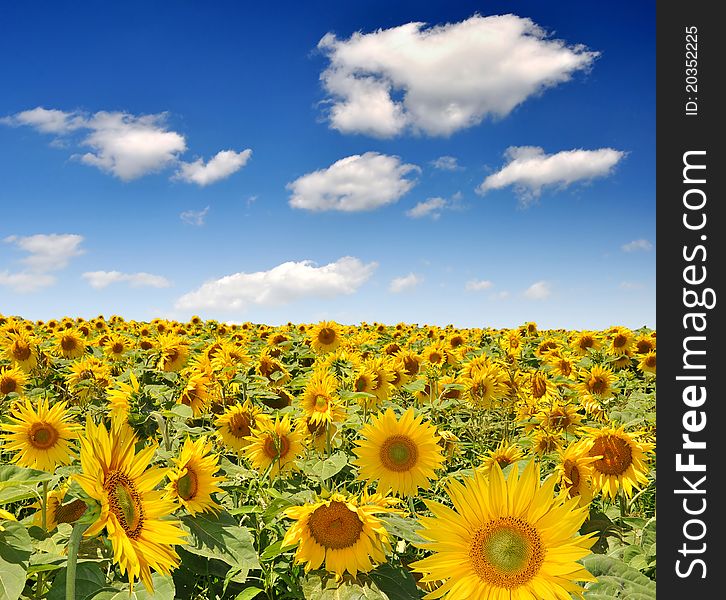 Beautiful and big sunflower field