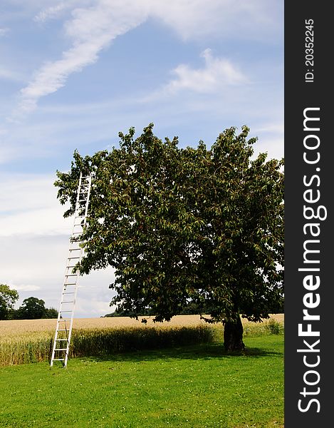 Ladder on blooming cherry tree