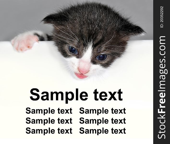 Cute tiny kitten - sample text