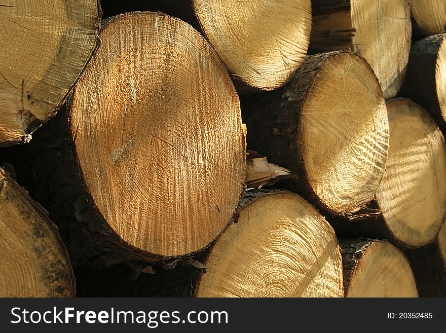 Closeup photo of the couple of trunks