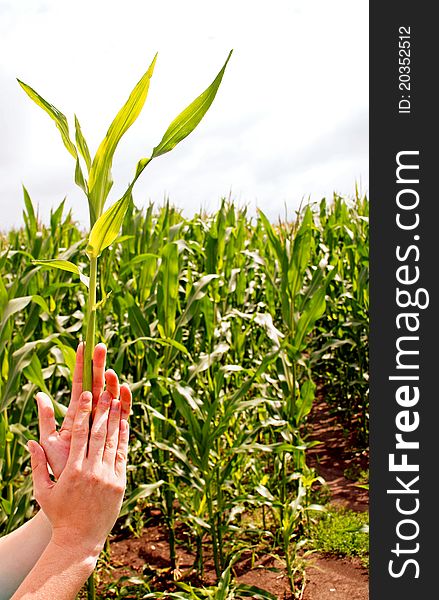 Corn plant in a hand