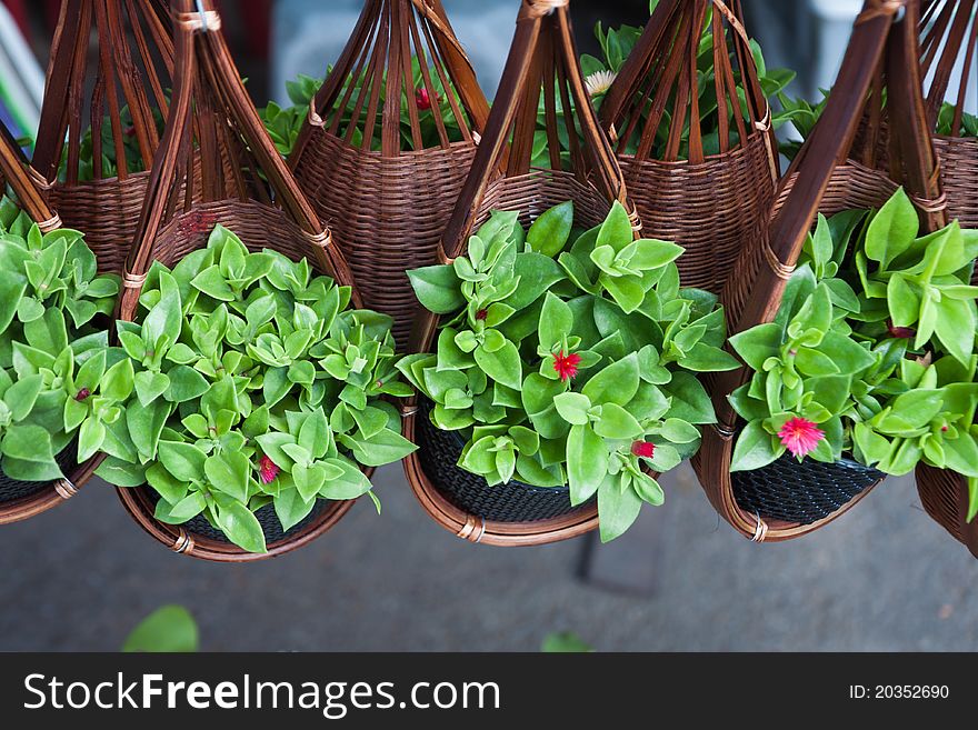 Baby Kalanchoe plant in basket