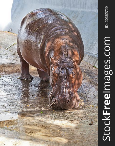 Hippopotamus standing in the zoo