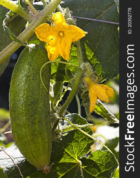 Cucumber growing on the plant with cucumber flowers and foliage. Cucumber growing on the plant with cucumber flowers and foliage