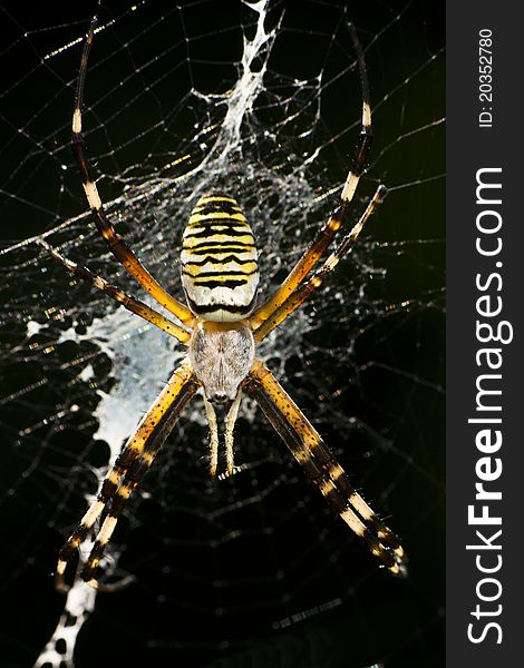 Female wasp spider sitting on her web