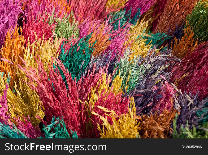 Color rice crop for house decoration