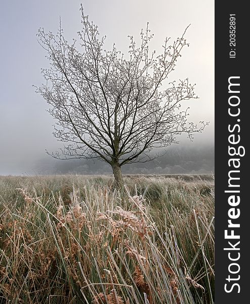Frosty Tree at Talybont Reservoir, near Abergavenny, Wales.