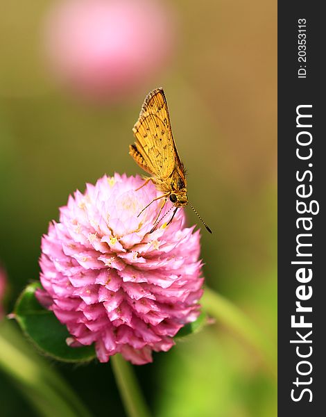 Skipper butterly sitting on pink flower.