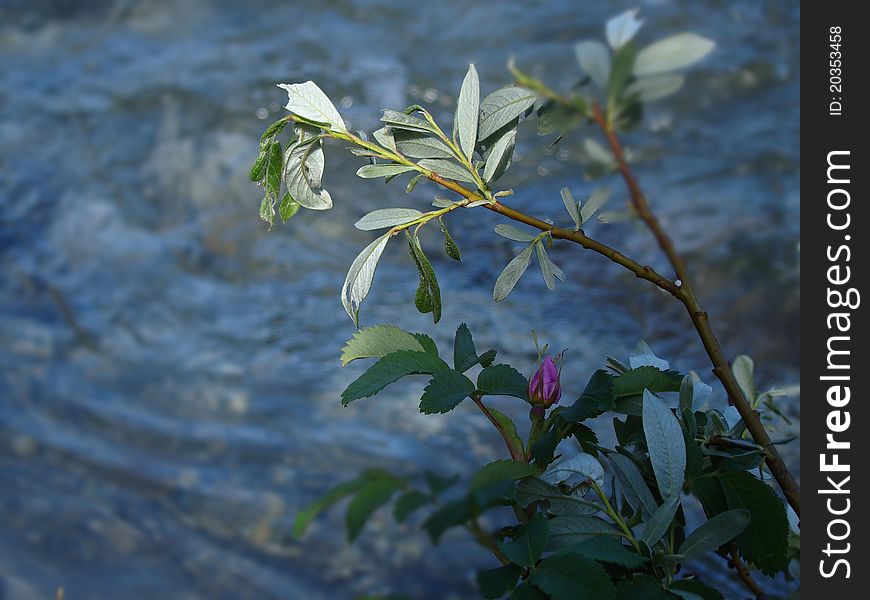 A picture of a flower on a riverbed. A picture of a flower on a riverbed.