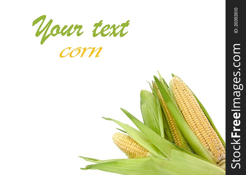 Corn with leaves by a background isolated