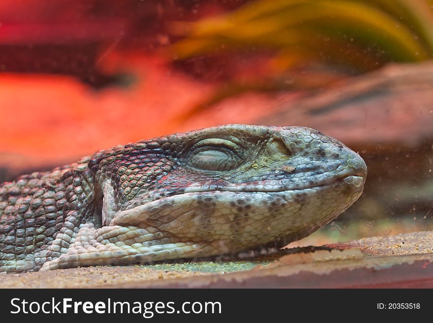 Smiling face of little lizard.