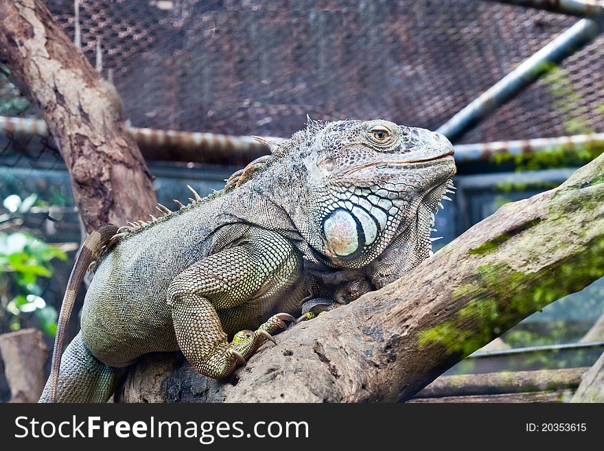 Lizard, iguana on the tree.