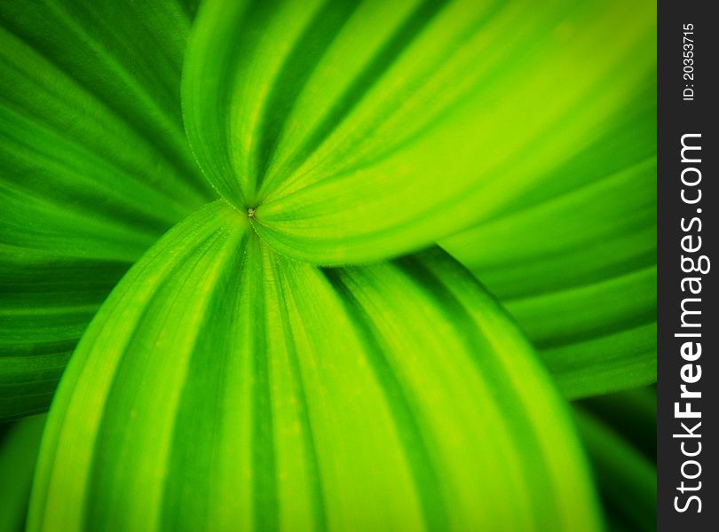 Green Leaves With Curvy Lines