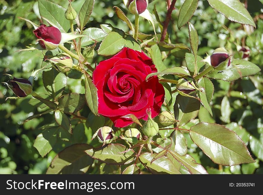 A bright red rose in the leaves with buds