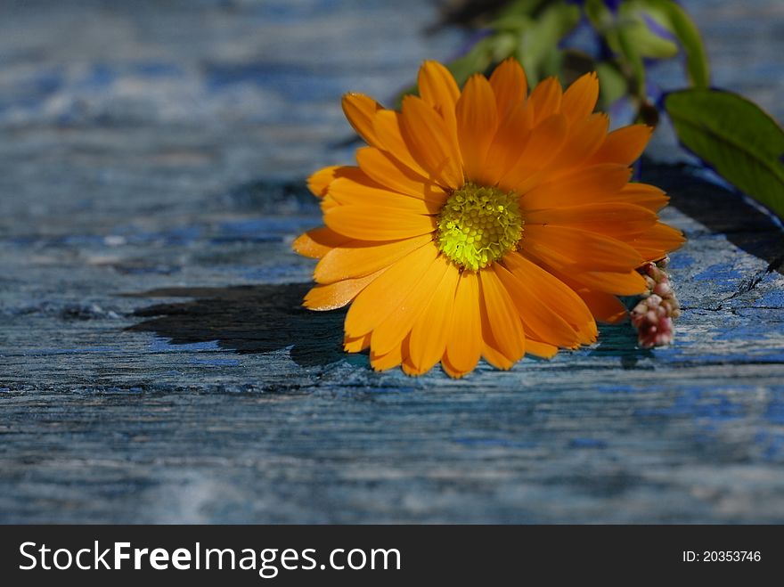 Orange daisy on wooden background with space for copy. Orange daisy on wooden background with space for copy