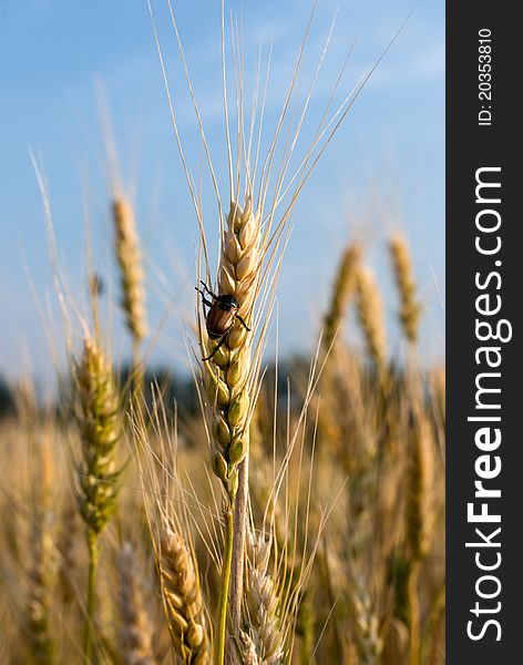 Closeup of a pest of young cereal crops. Closeup of a pest of young cereal crops