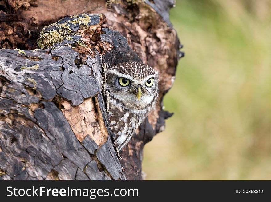 Little Owl in its natural habitat, peering out from its nest. Little Owl in its natural habitat, peering out from its nest