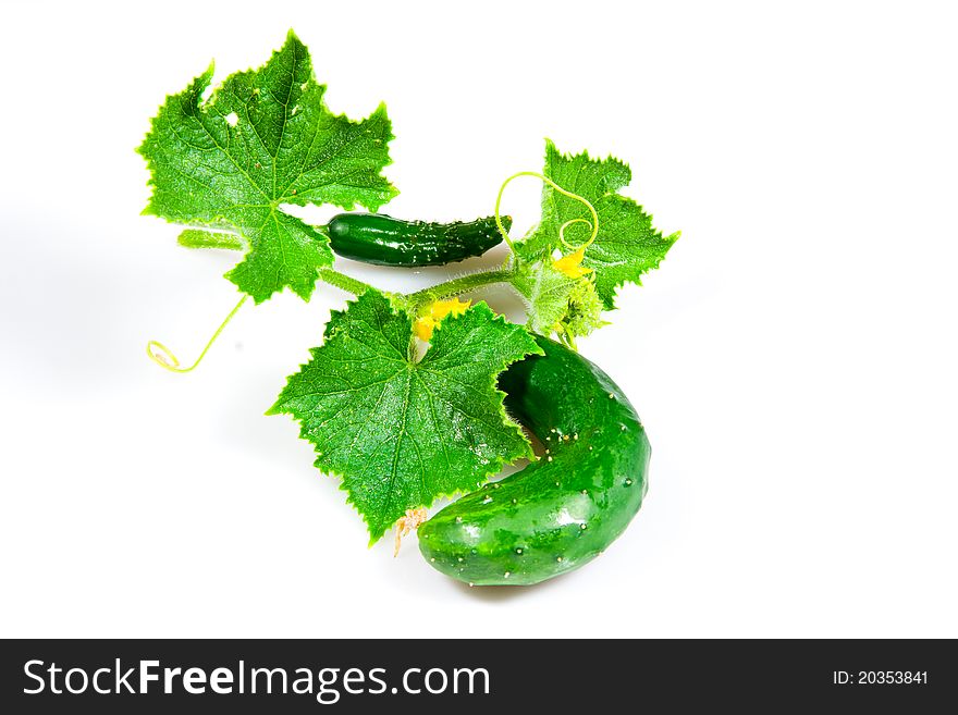 Garden-fresh cucumber with foliage and yellow bloom. Garden-fresh cucumber with foliage and yellow bloom
