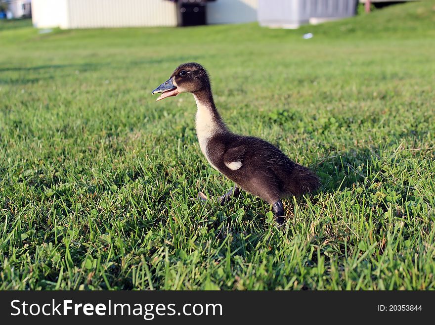 Duckling on the run to his mother