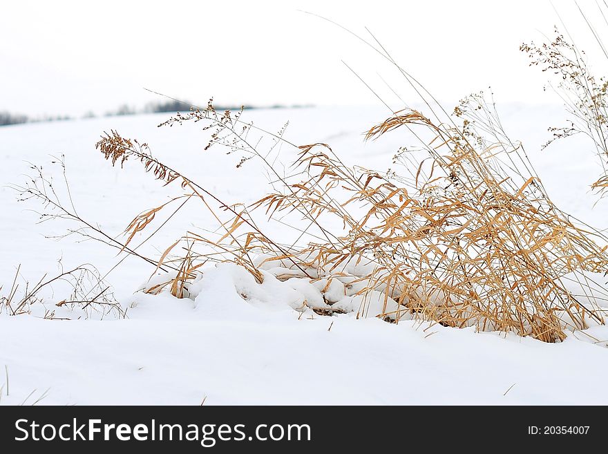 Winter Wheat