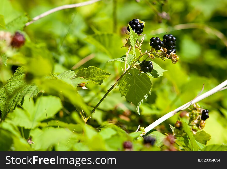 Fresh ripe blackberries ready for harvest