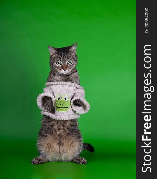 Cat in a dress on a green background