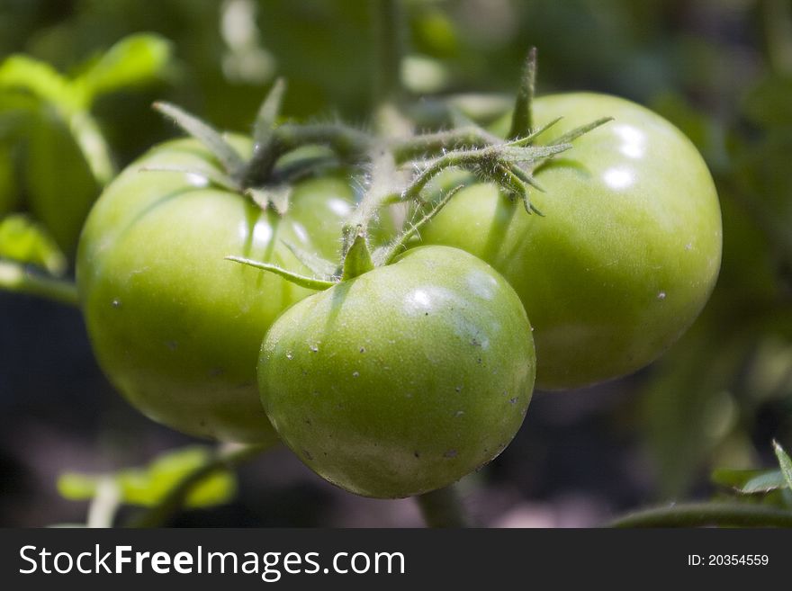 Natural ecological green tomatoes growing on the branches