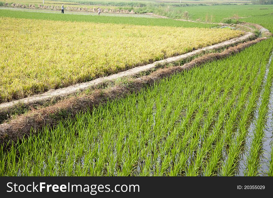 Rice seedlings,agriculture background,ridge