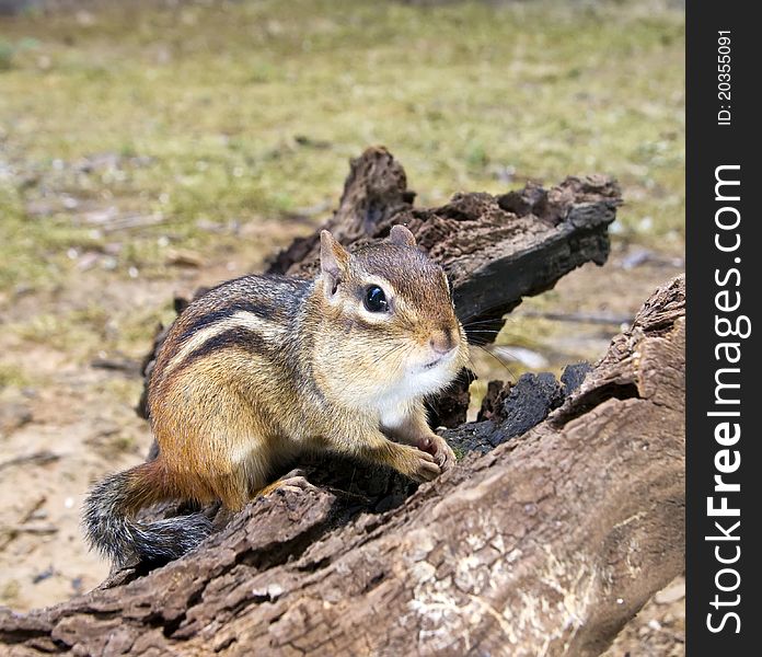 Chipmunk with fat cheeks on driftwood looks suspicious