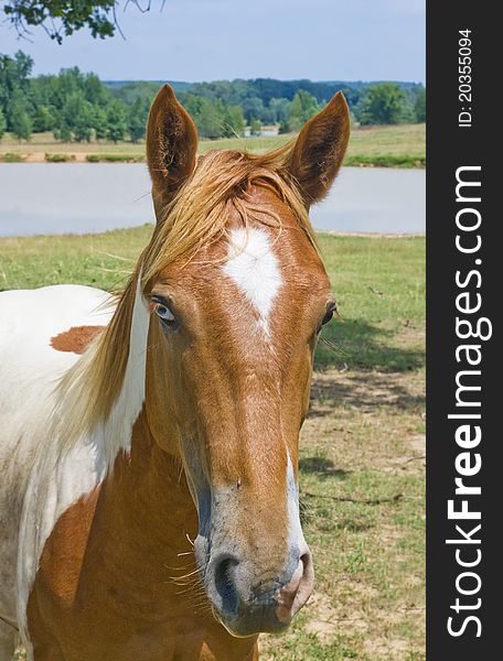 Portrait of a red with a white horse with colored eyes on a background of meadows and a pond. Portrait of a red with a white horse with colored eyes on a background of meadows and a pond