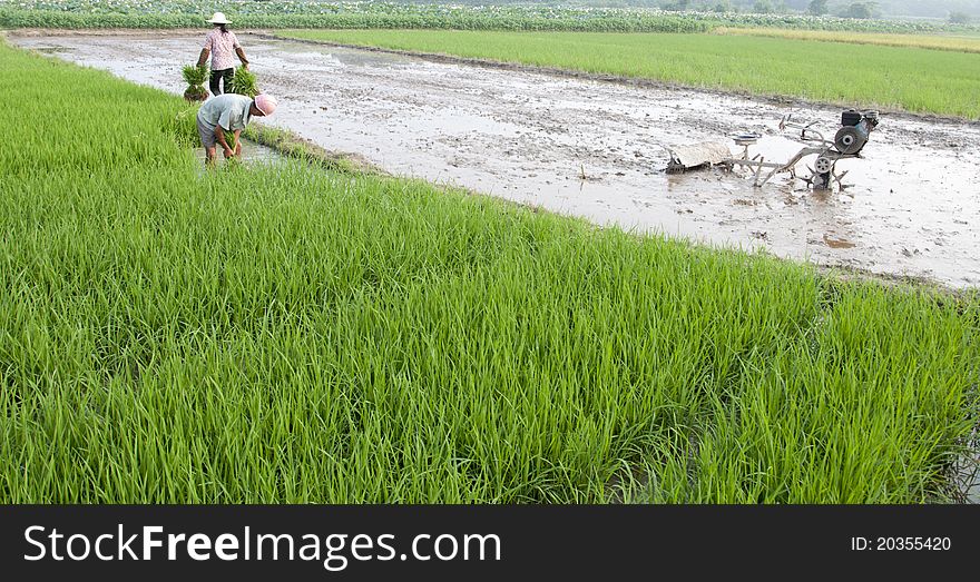 Asian Peasantry Grow Rice