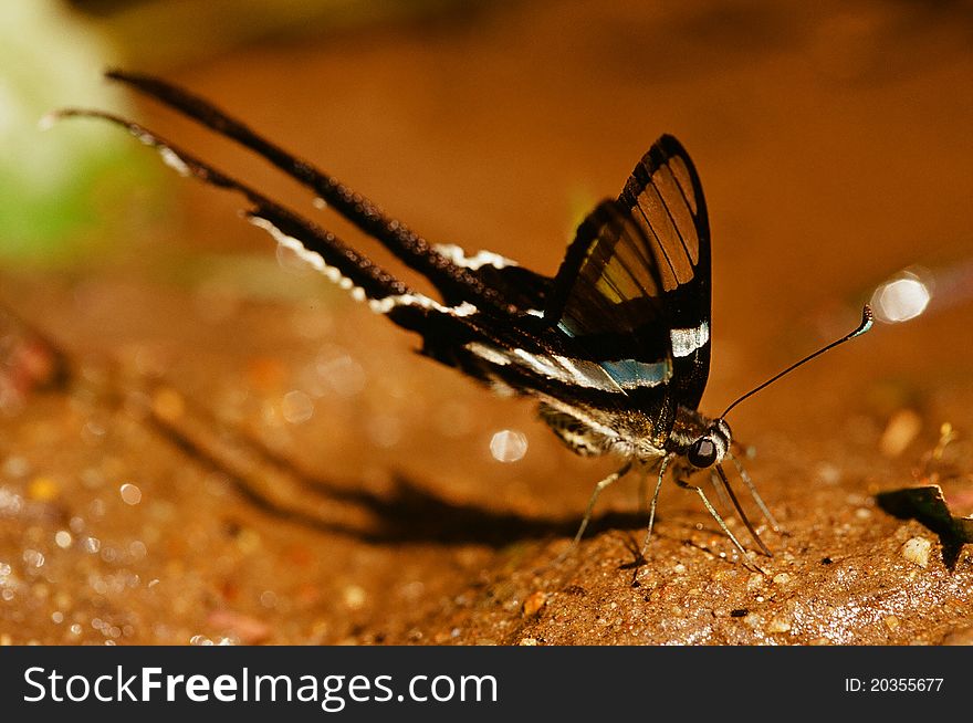 Green Dragontail butterfly in forest ,Chiangmai
