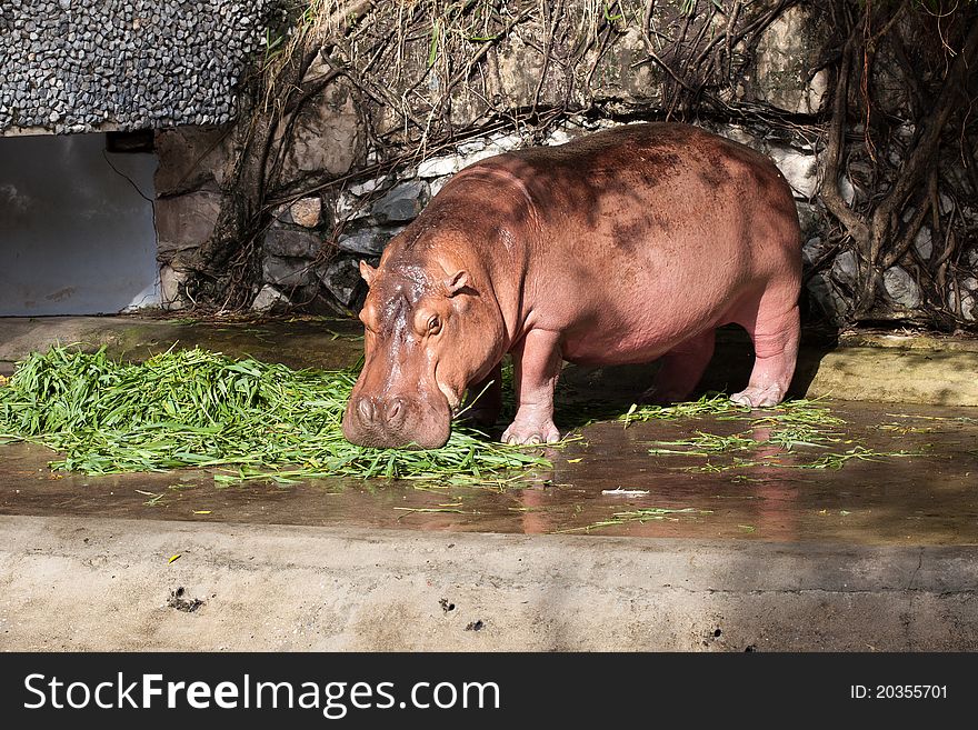 Hippopotamus is standing in zoo