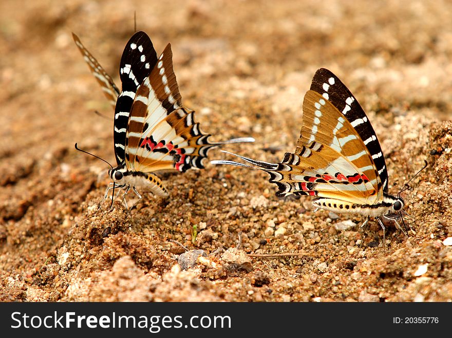 Two Chain swordtail butterflys suct mineral form sand