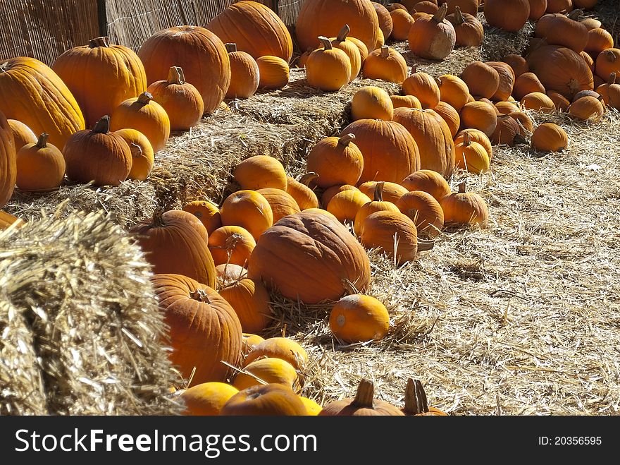 Rows of pumpkins on hay bales. Rows of pumpkins on hay bales